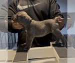 Puppy Beadie Cane Corso