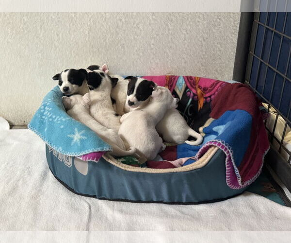 Medium Photo #2 Mutt Puppy For Sale in Williamsburg, IA, USA