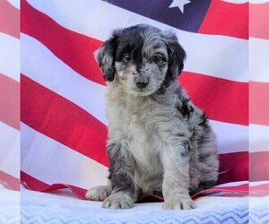 Aussiedoodle Miniature  Puppy for sale in FREDERICKSBG, OH, USA