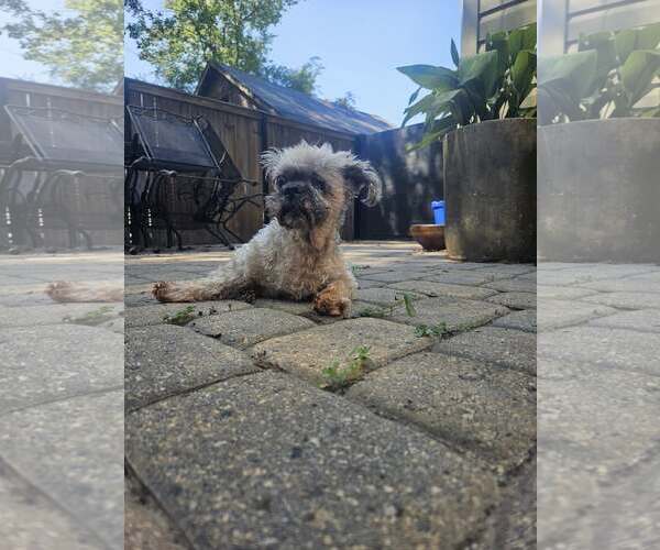 Medium Photo #2 Shih Tzu-Unknown Mix Puppy For Sale in Greenville, SC, USA