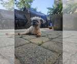 Small #1 Shih Tzu Mix