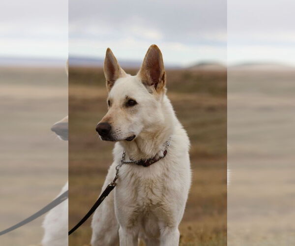 Medium Photo #3 German Shepherd Dog Puppy For Sale in Laramie, WY, USA