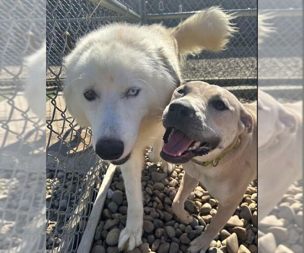 Medium Photo #7 Staffordshire Bull Terrier-Unknown Mix Puppy For Sale in Evansville, IN, USA
