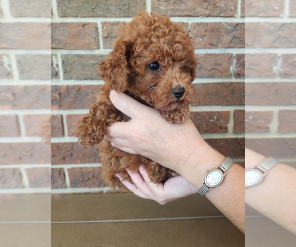 Medium Photo #2 Cavapoo (Miniature) Puppy For Sale in CLARKRANGE, TN, USA