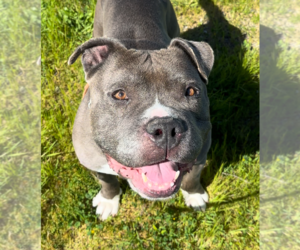 American Pit Bull Terrier Dogs for adoption in Petaluma, CA, USA