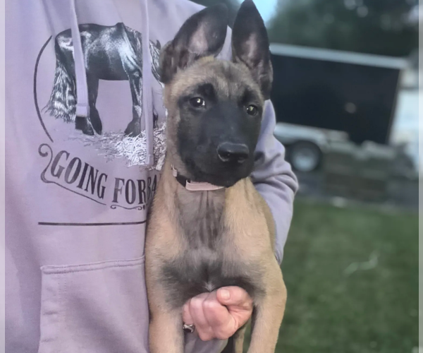 Medium Photo #1 Belgian Malinois Puppy For Sale in NORTH BROOKFIELD, MA, USA