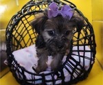 Small Photo #11 YorkiePoo Puppy For Sale in BLUE MOUND, TX, USA