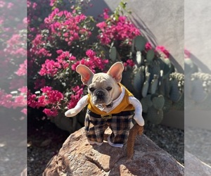 French Bulldog Puppy for sale in BUCKEYE, AZ, USA