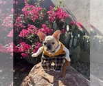 Image preview for Ad Listing. Nickname: Tucker