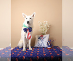 Small #1 German Shepherd Dog