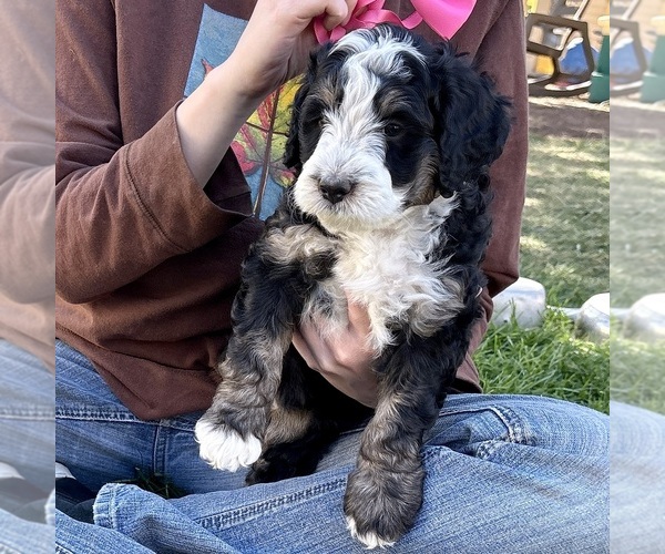 Medium Photo #3 Bernedoodle (Miniature) Puppy For Sale in ROY, UT, USA