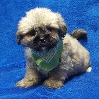 Medium Photo #38 Lhasa Apso Puppy For Sale in BUFFALO, MO, USA