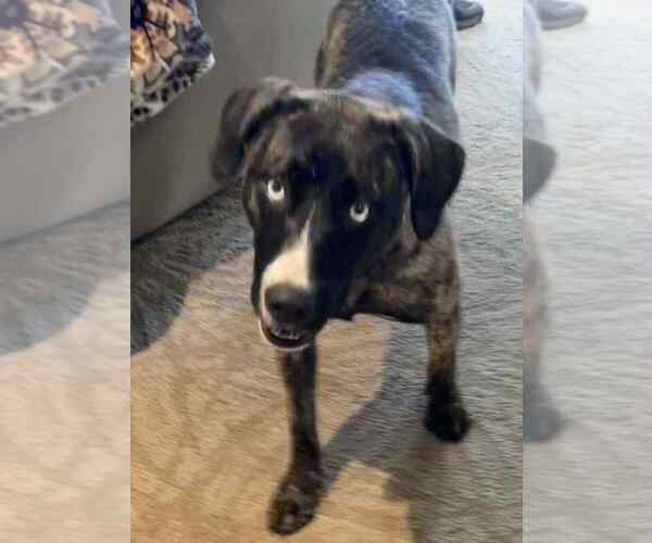 Medium Photo #3 Siberian Husky-Unknown Mix Puppy For Sale in Springdale, PA, USA