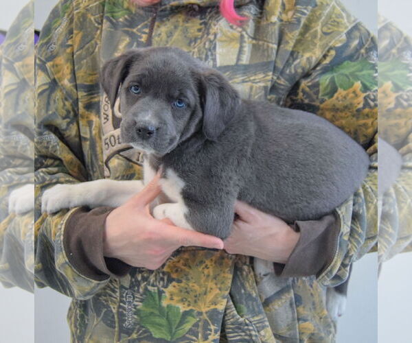Medium Photo #2 American Bulldog-Unknown Mix Puppy For Sale in Huntley, IL, USA