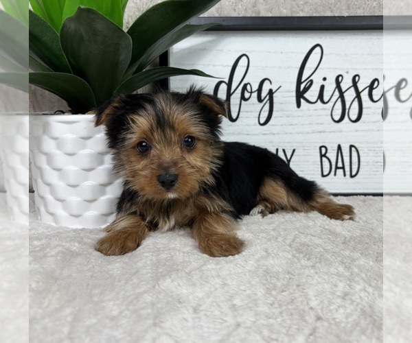 Medium Photo #5 Yorkshire Terrier Puppy For Sale in FRANKLIN, IN, USA