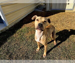 Black Mouth Cur-Unknown Mix Dogs for adoption in Ocala, FL, USA
