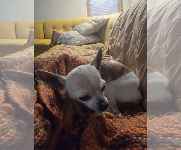Medium Photo #2 Chihuahua-Unknown Mix Puppy For Sale in Tempe , AZ, USA