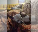 Small #1 Chihuahua Mix