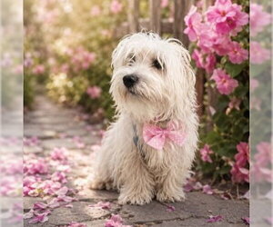Maltese Dogs for adoption in Fallbrook, CA, USA