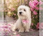 Small Maltese