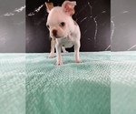 Puppy Gandalf AKC Boston Terrier