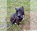 Small #5 American Pit Bull Terrier Mix