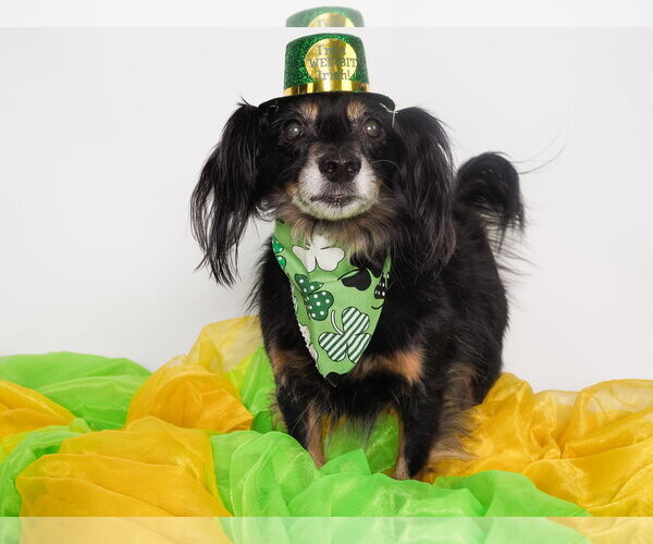 Medium Photo #5 Colonial Cocker Spaniel-Dachshund Mix Puppy For Sale in Phoenix, AZ, USA