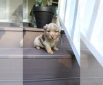 Small Photo #64 Miniature Australian Shepherd Puppy For Sale in DAWSON, GA, USA