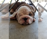 Small Photo #10 English Bulldog Puppy For Sale in COTTLEVILLE, MO, USA
