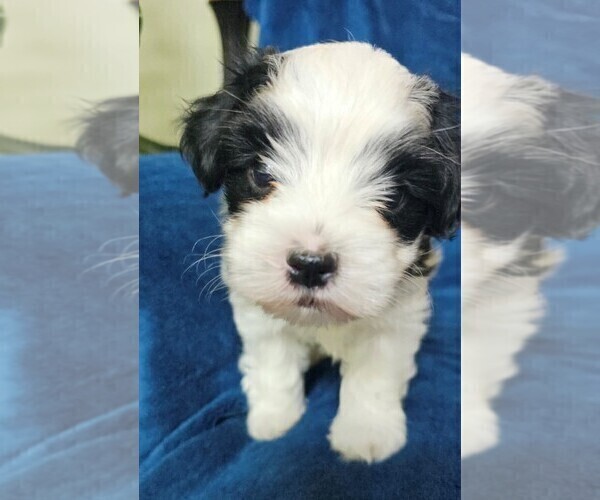 Medium Photo #17 Morkie Puppy For Sale in HOLLAND, MI, USA