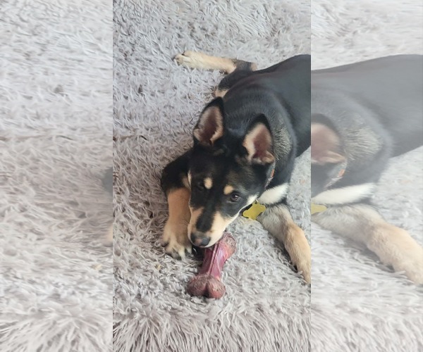 Medium Photo #4 German Shepherd Dog-Unknown Mix Puppy For Sale in Sandy, UT, USA