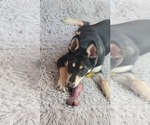 Small #3 German Shepherd Dog Mix