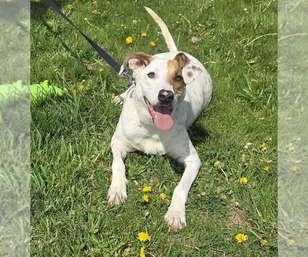 Medium Photo #1 Pointer-Unknown Mix Puppy For Sale in Oskaloosa, IA, USA