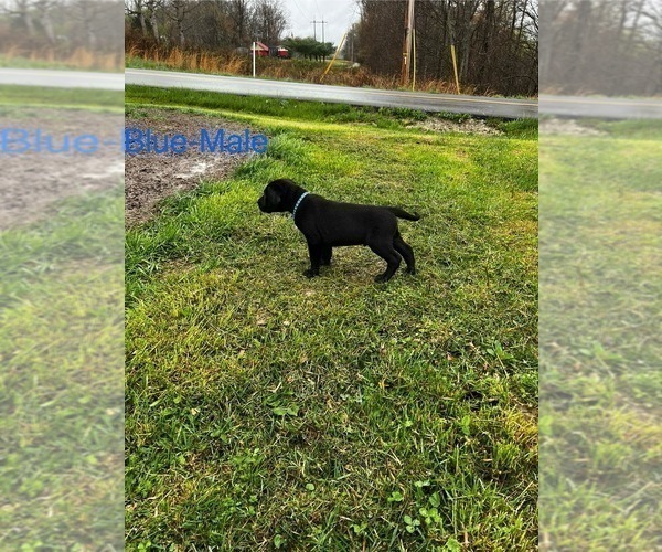 Medium Photo #24 Cane Corso-German Shorthaired Pointer Mix Puppy For Sale in CLAY CITY, KY, USA