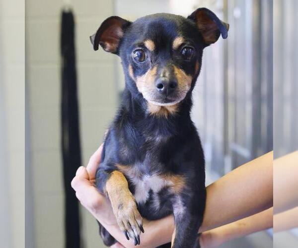 Medium Photo #1 Dachshund-Unknown Mix Puppy For Sale in San Antonio, TX, USA