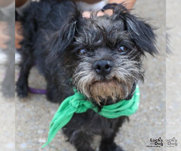 Medium Photo #5 Mutt Puppy For Sale in Washington, DC, USA