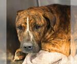 Small American Staffordshire Terrier Mix
