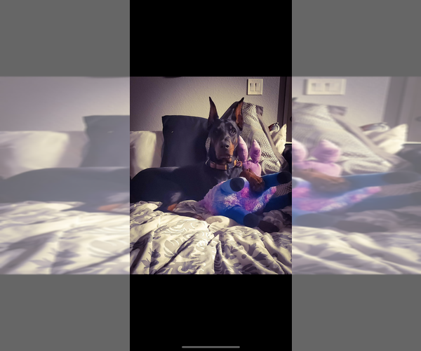 Medium Photo #14 Doberman Pinscher Puppy For Sale in LIVINGSTON, LA, USA