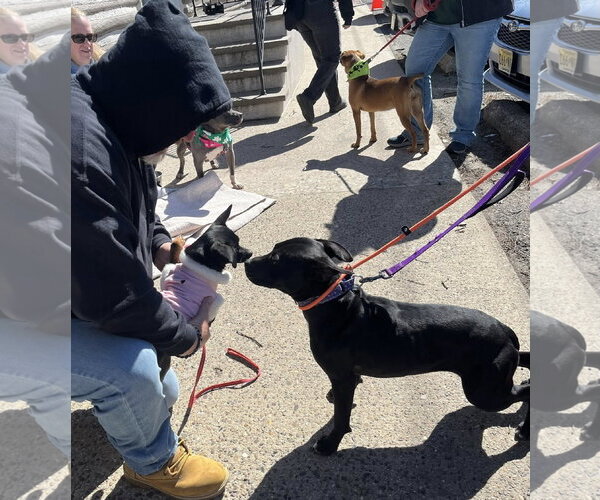 Medium Photo #15 Labrador Retriever-Unknown Mix Puppy For Sale in Mount Laurel, NJ, USA