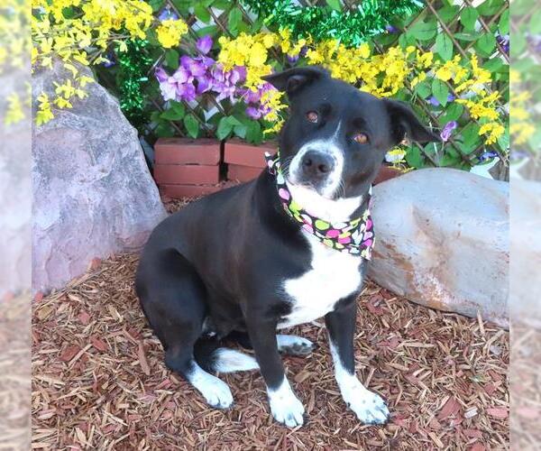 Medium Photo #1 Mutt Puppy For Sale in Oklahoma City, OK, USA