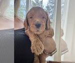 Small #3 Goldendoodle