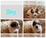 Small Photo #4 Great Pyrenees Puppy For Sale in WESTMORELAND, TN, USA