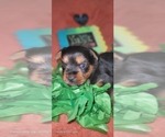 Small #21 Yorkshire Terrier
