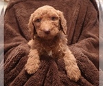 Small Photo #3 Double Doodle Puppy For Sale in SANTA PAULA, CA, USA