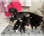 Small #11 American Pit Bull Terrier-Basset Hound Mix