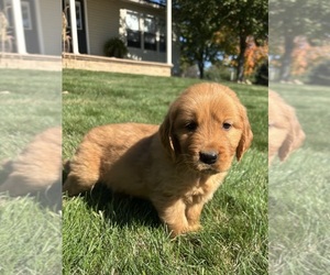 Golden Retriever Dog for Adoption in FREDERICKSBG, Ohio USA