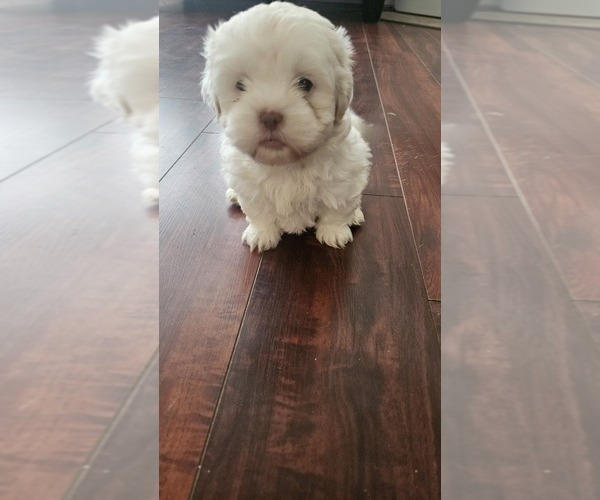 Medium Photo #3 Shih Tzu Puppy For Sale in HOUSTON, TX, USA