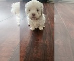 Small #2 Shih Tzu
