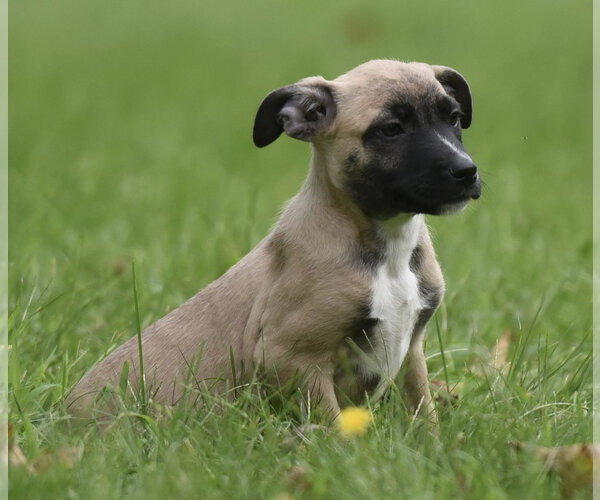 Medium Photo #1 Boxer-Unknown Mix Puppy For Sale in Mechanicsburg, PA, USA