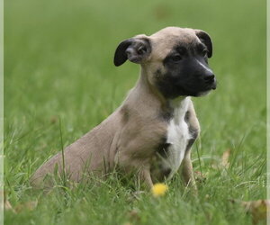 Boxer-Unknown Mix Dogs for adoption in Mechanicsburg, PA, USA
